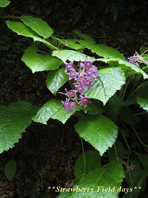 c0087094_20564931.jpg
