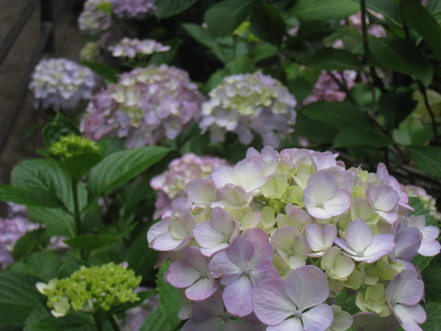 d0046702_12591638.jpg