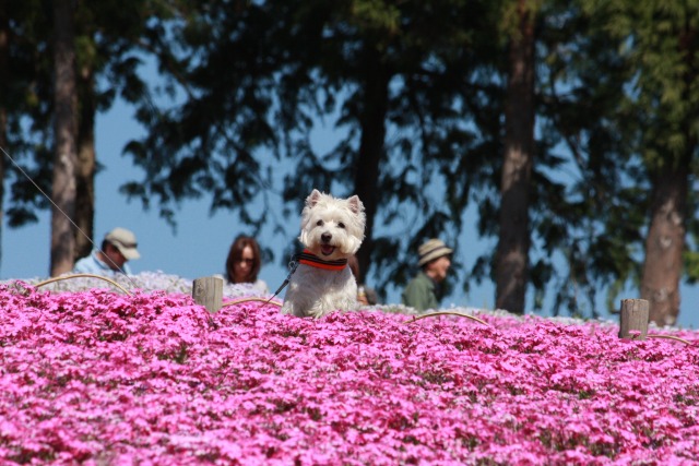 2０１３年ＧＷ後半～はなちゃんと芝桜～_f0039907_10493149.jpg