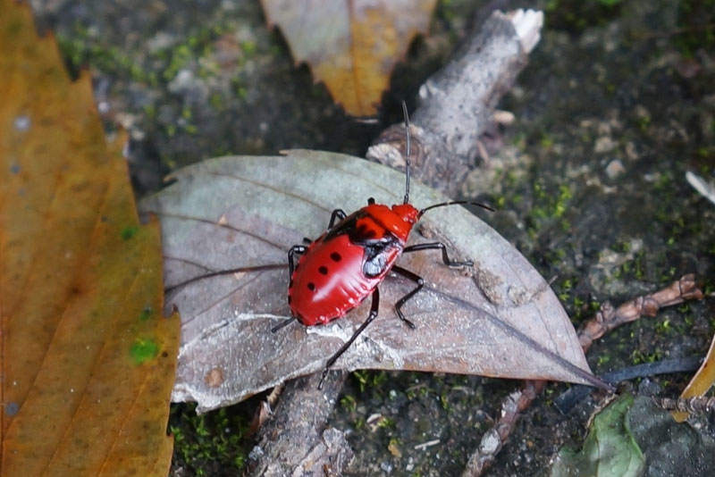 大きくなったら、何になるのでしょうか？_b0025008_082752.jpg