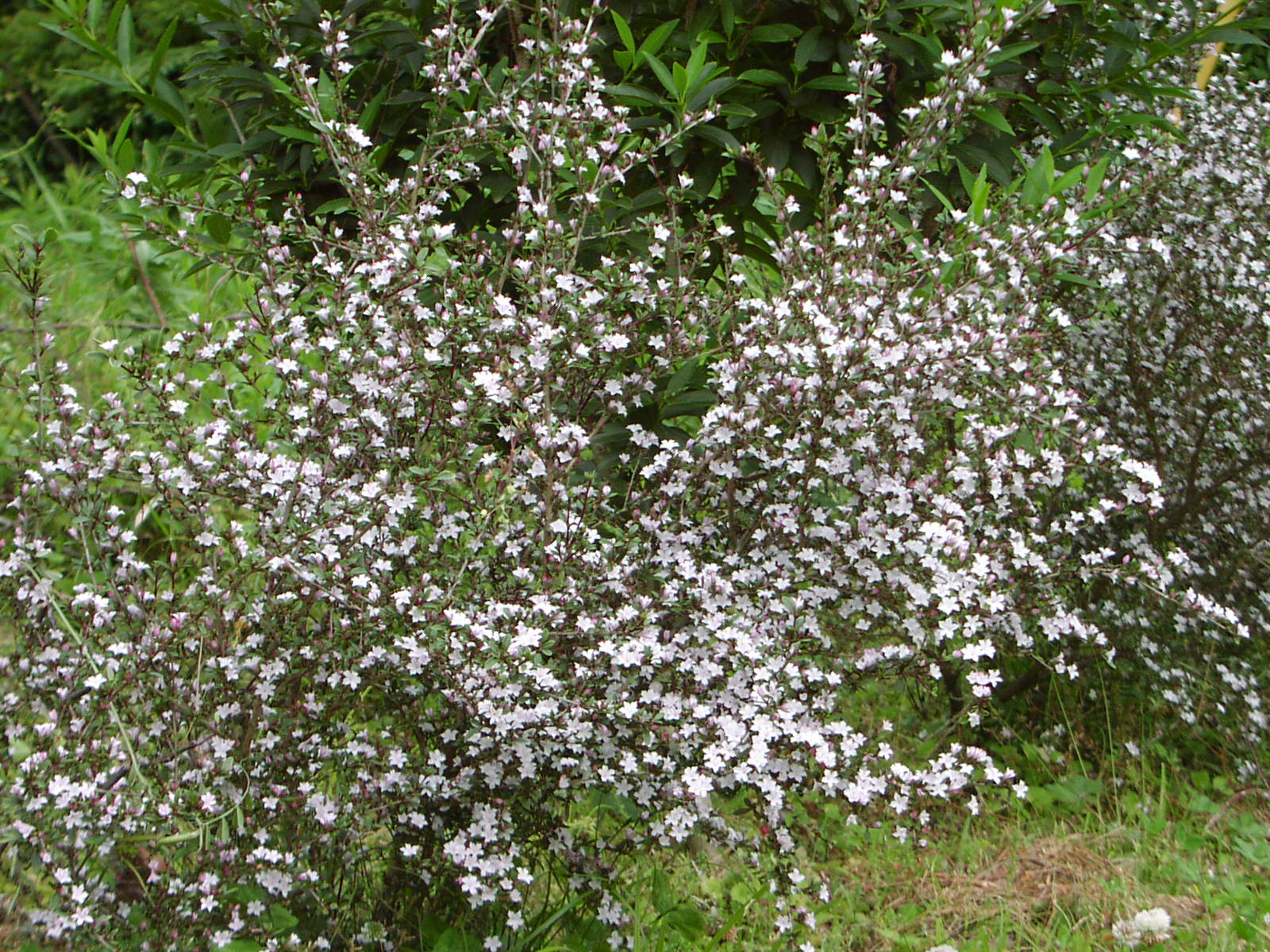 f0164410_15114819.jpg