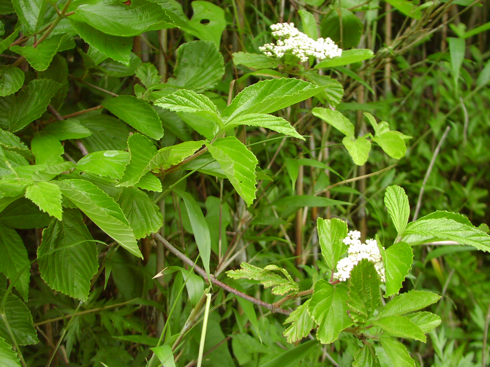 f0164410_15141181.jpg