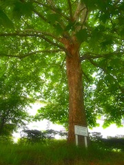 c0248013_11313789.jpg