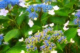 c0248013_11362460.jpg