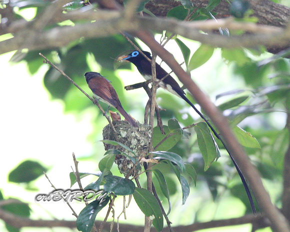 2013.7.1 サンコウチョウ子育て_e0276114_11513883.jpg