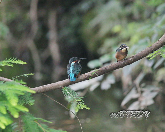 2013.7.1 サンコウチョウ子育て_e0276114_11523059.jpg