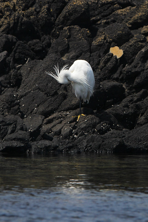 2013年春/離島の鳥達-13/カラシラサギ_f0178716_2239226.jpg