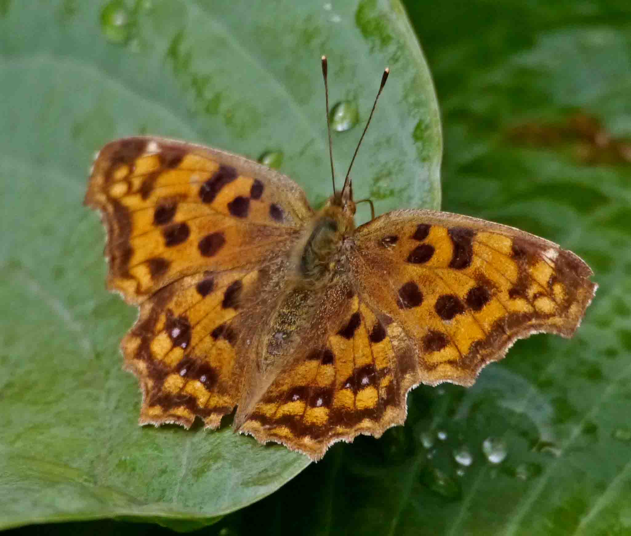 d0156718_21382155.jpg