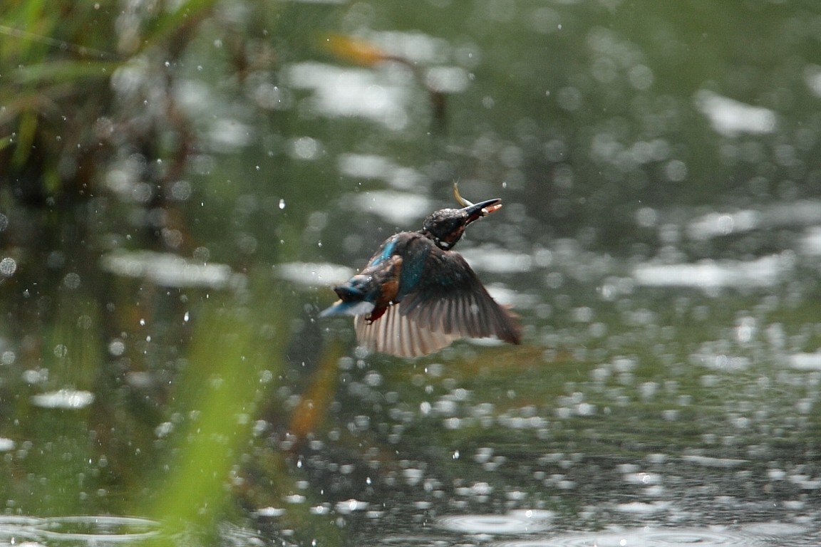 ７月４日　（木）　雨_e0146518_14432623.jpg