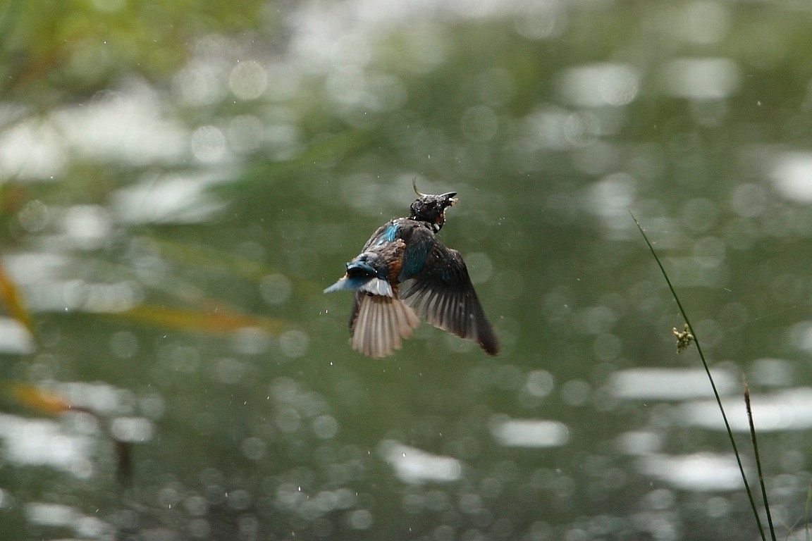 ７月４日　（木）　雨_e0146518_14433734.jpg