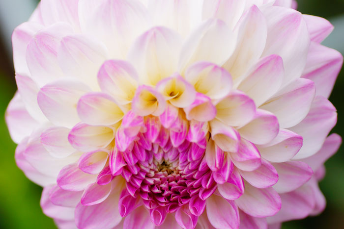 dahlia_e0077521_23124791.jpg