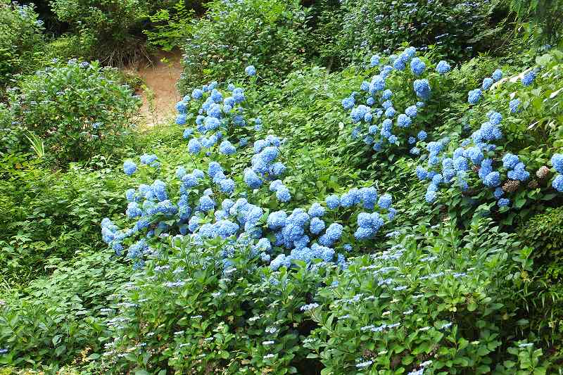 多武峰の紫陽花　2013年07月04日_e0106724_18383893.jpg