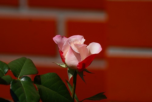 f0170524_2291517.jpg