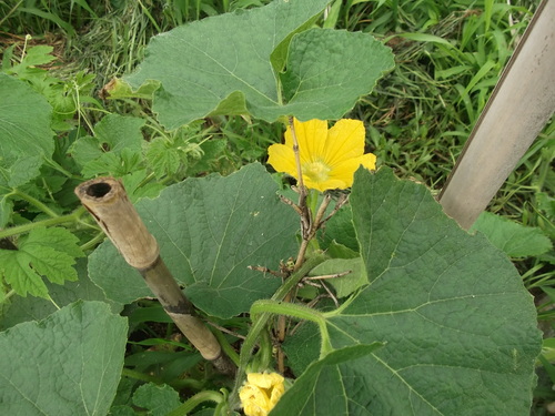 野菜の花は何故黄色 鑑賞用の花は色とりどり 家庭菜園日記 すろーらいふ 茅ケ崎のはまちゃん 野菜つくり