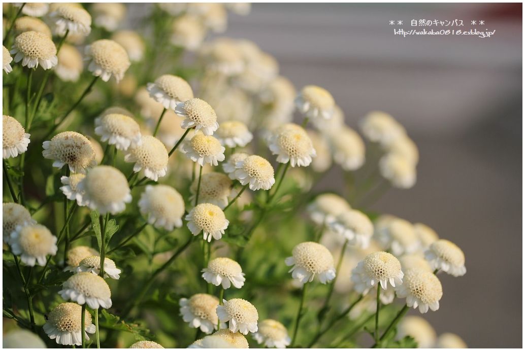 散歩道の花も夏バ-ジョン！！！_e0052135_22135681.jpg