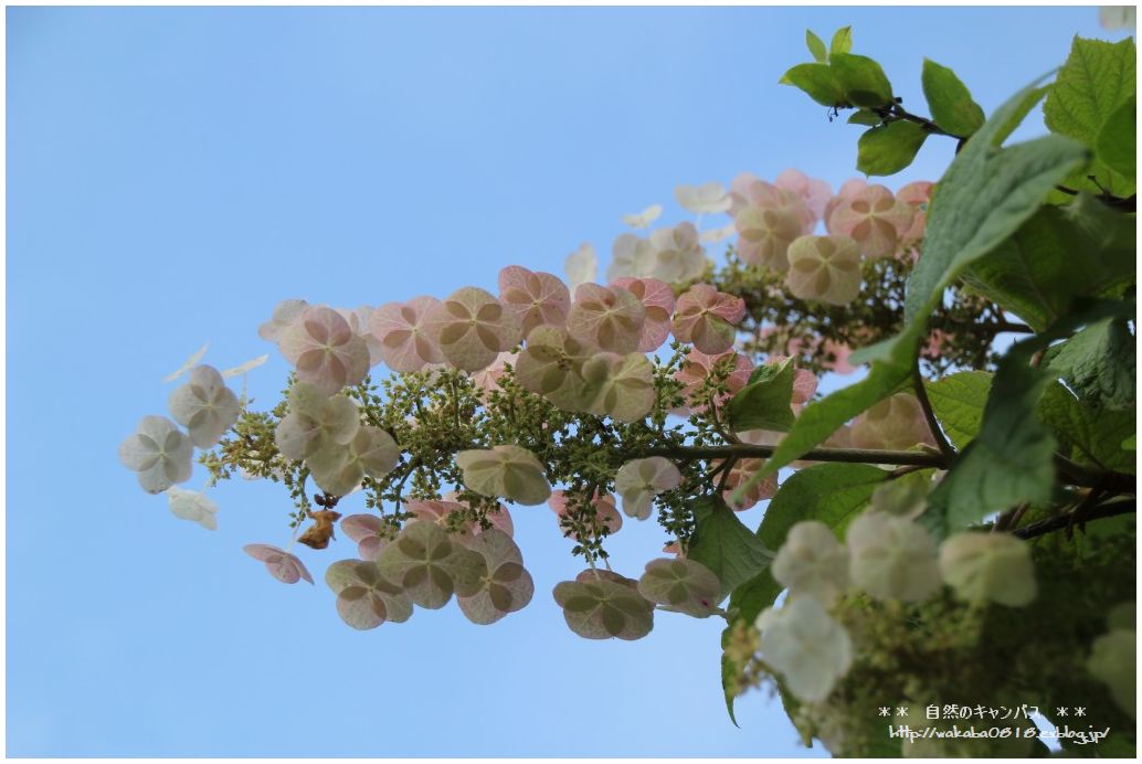 散歩道の花も夏バ-ジョン！！！_e0052135_2215424.jpg