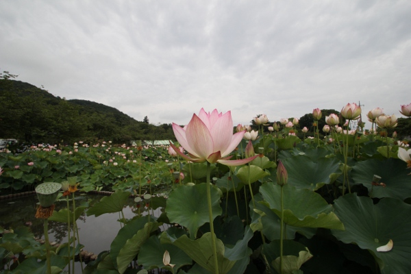 栃木市 つがの里のハスまつり_e0227942_22213893.jpg