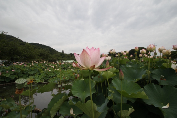 栃木市　つがの里のハスまつり_e0227942_22213893.jpg