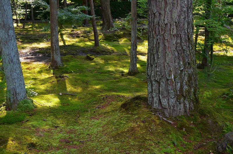 【唐招提寺】鑑真和上坐像の公開(レプリカ)_e0237645_07474.jpg