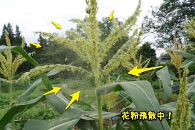 アワノメイガ対策 Ainame60 たまたま日記