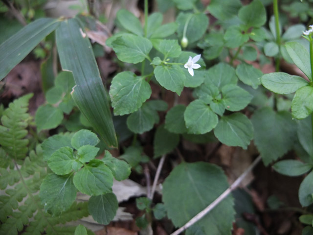 乗鞍岳（日陰平登山道）の花々2_f0207955_14325783.jpg