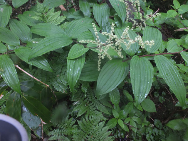 乗鞍岳（日陰平登山道）の花々2_f0207955_14345135.jpg