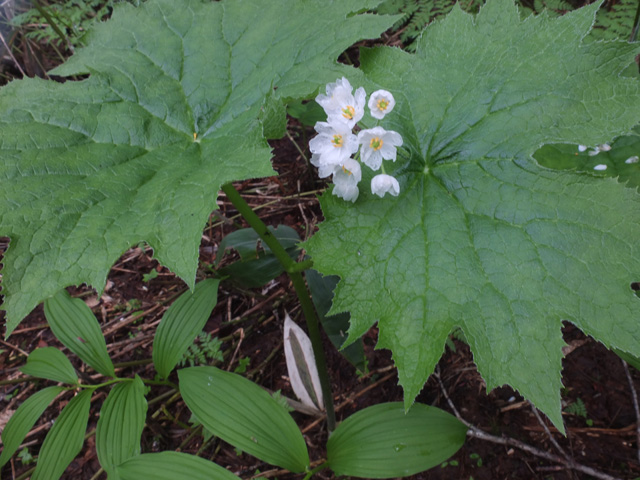 乗鞍岳（日陰平登山道）の花々2_f0207955_1436411.jpg