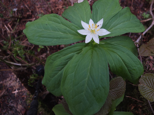 乗鞍岳（日陰平登山道）の花々2_f0207955_1437148.jpg