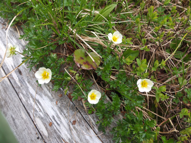 乗鞍岳（日陰平登山道）の花々2_f0207955_14384845.jpg