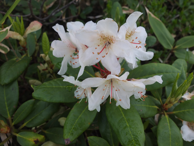 乗鞍岳（日陰平登山道）の花々2_f0207955_14393483.jpg