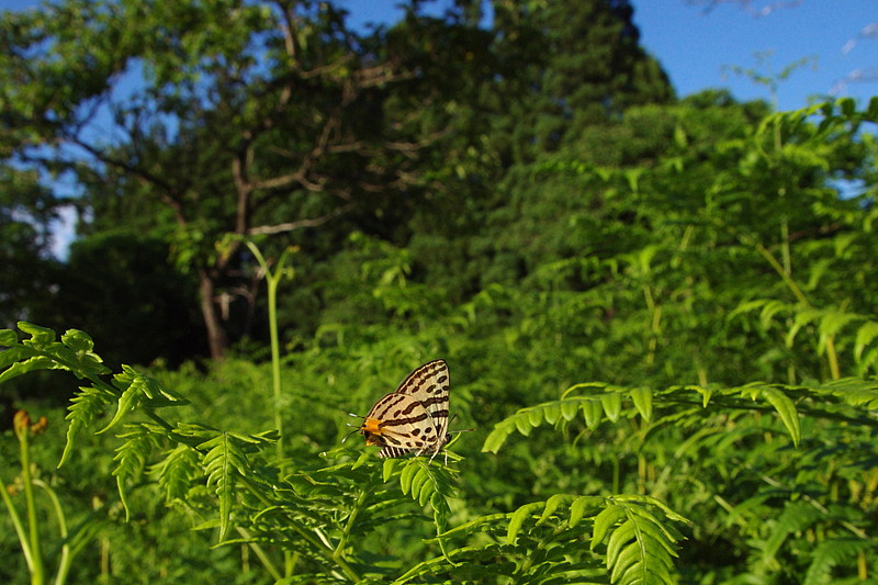 ２０１３．６．２６－２７　福島県・奥会津 （３）　キマダラルリツバメ　　　２０１３．７．４（記）_a0181059_13202175.jpg