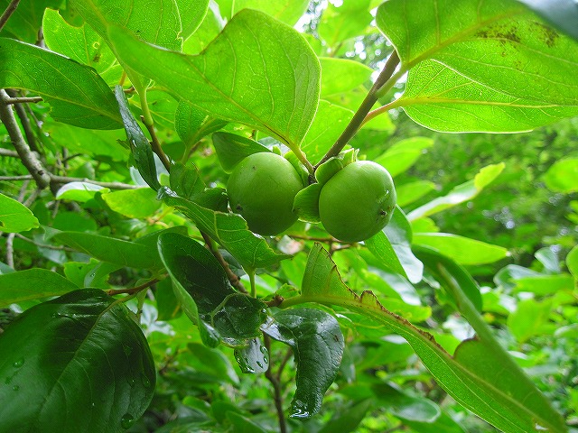 梅雨明けは近い？_c0219866_1764226.jpg