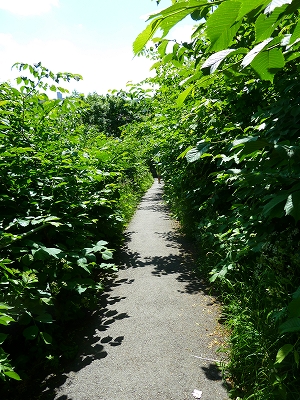 f0127967_1333697.jpg