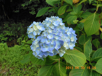 夏の植物いろいろ（2013年6月29日～7月2日）_f0140773_16281492.gif