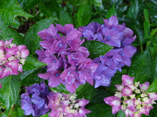 雨の日は紫陽花_f0231573_1554023.jpg