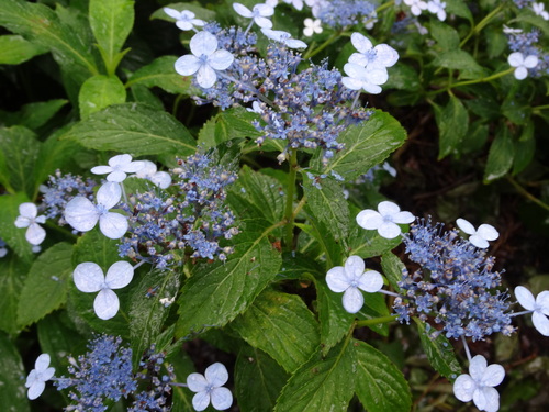 雨の日は紫陽花_f0231573_17101474.jpg