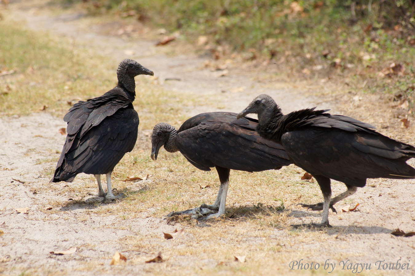ハゲワシの仕事 とことん写真