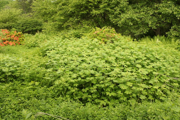 f0235376_2049328.jpg