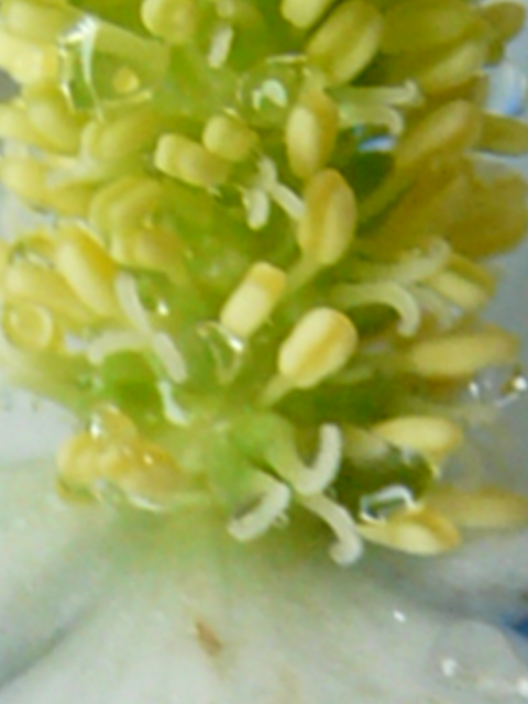 e0145782_16413832.jpg