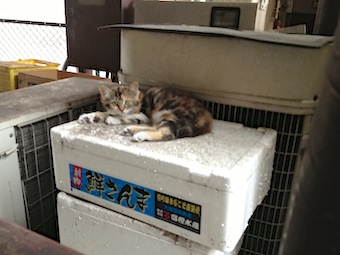 三毛ちゃん、大きくなってます_a0191183_1427061.jpg