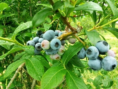 c0198485_17214742.jpg