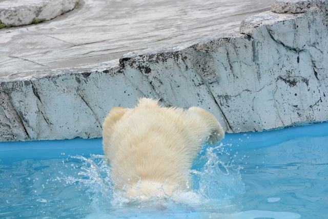 ２０１３年６月　円山動物園　その４（４日目）_a0052986_23383644.jpg