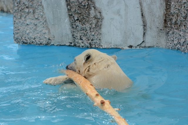 ２０１３年６月　円山動物園　その４（４日目）_a0052986_23395186.jpg