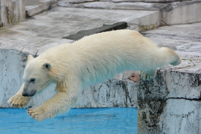 ２０１３年６月　円山動物園　その４（４日目）_a0052986_7315352.jpg