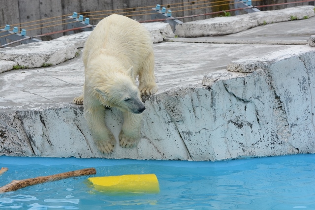 ２０１３年６月　円山動物園　その４（４日目）_a0052986_7322832.jpg