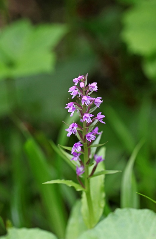 栂池自然園の花_f0000789_17451519.jpg