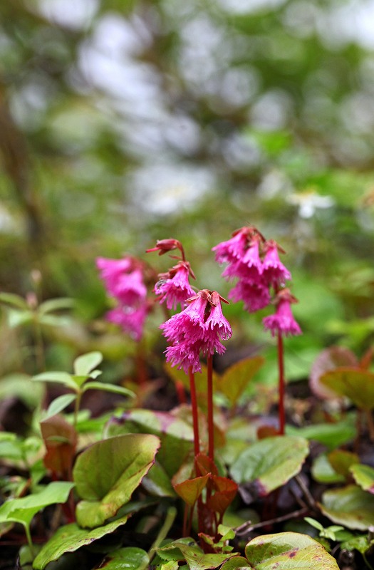 栂池自然園の花_f0000789_17453815.jpg