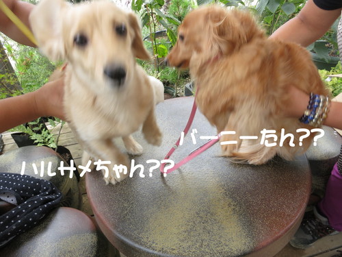 忙し過ぎて、管理の仕事があったら対応出来なかった。_b0200291_2155344.jpg