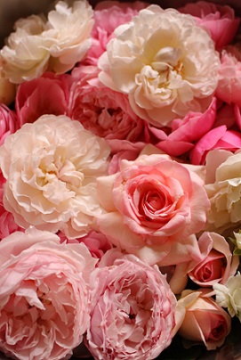 可愛いバラの２番花 バラとハーブのある暮らし Salon De Roses