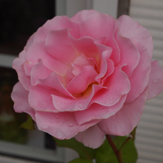 バラ苗開花ーピンクフレンチレース_a0292194_093418.jpg